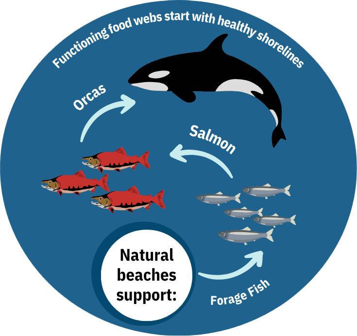 natural beaches support opt